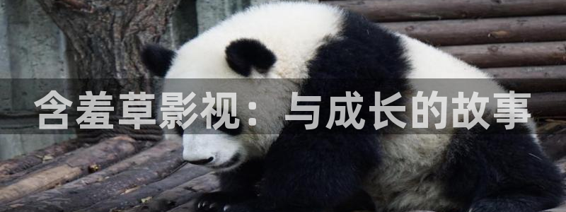 金牌女王电影免费完整版在线观看：含羞草影视：与成长的故事